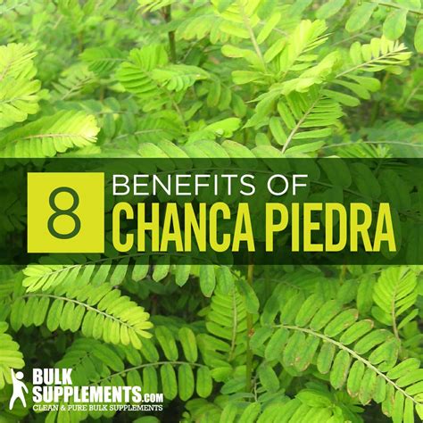 Chanca Piedra: Benefits, Side Effects & Dosage