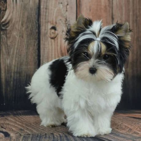 Adopt a Morkie, look at Morkie rescue or find Morkie puppies for sale | ABOUT MORKIES | Morkie ...