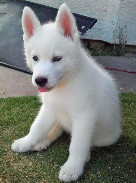 Luka the Siberian Husky - look at his adorable pink tongue. | Cachorros husky siberiano, Perro ...