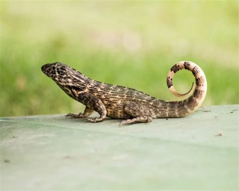 Northern Curly-Tailed Lizard - Facts, Diet, Habitat & Pictures on ...