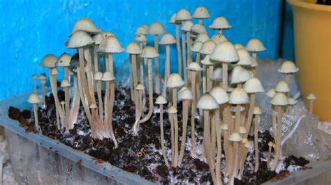 How To Grow Mushrooms Indoor – Slick Garden