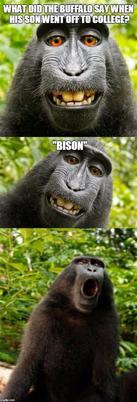 bad pun monkey - Imgflip