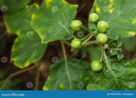 Closeup of Green Turkey Berry Plant, Solanum Torvum Stock Photo - Image ...