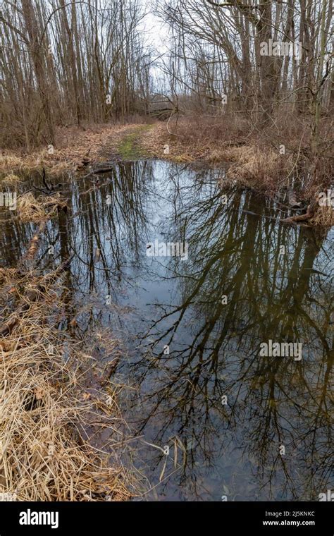 A North American Beaver, Castor canadensis, dam backs up water from a ...