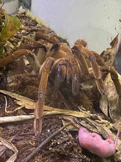 Goliath Bird Eater Tarantula by Ohio Pet Depot