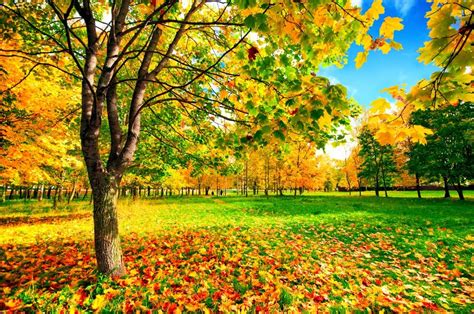 peisaje de toamna - Buscar con Google | Autumn scenery, Maple tree ...