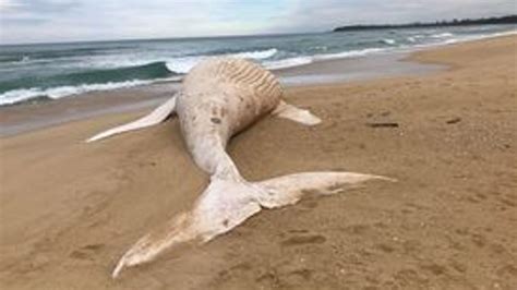 Rare albino whale found washed up on Australia beach is not world-famous humpback Migaloo ...