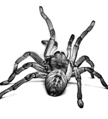 Tarantula | I think I kind of like the grey areas in the bac… | Flickr