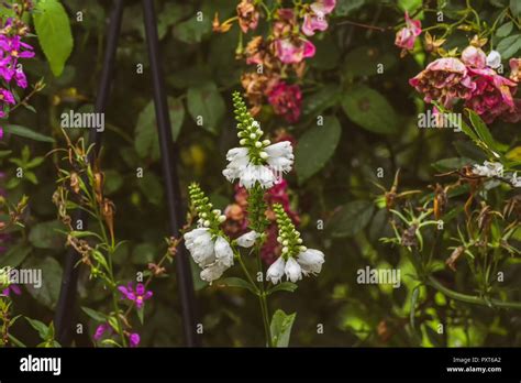 Colorful outdoor image of three blossoms of a green white false ...