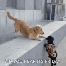 Have A Happy Friday GIF