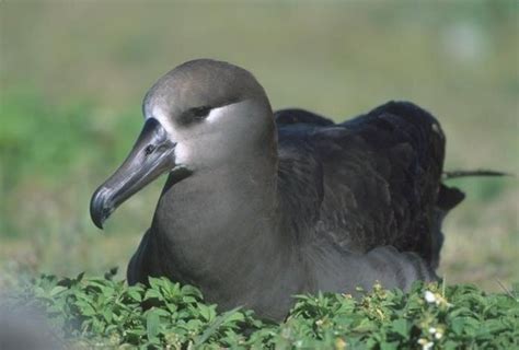 Black-footed Albatross – "OCEAN TREASURES" Memorial Library