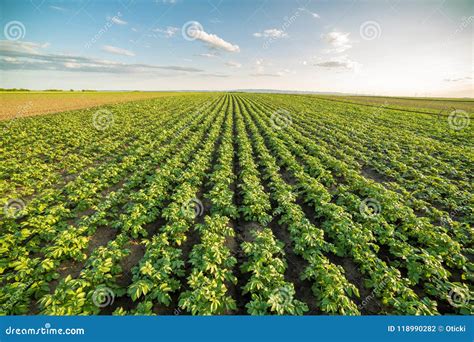 7,948 Row Crops Photos - Free & Royalty-Free Stock Photos from Dreamstime