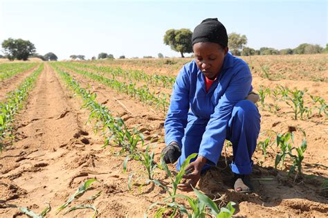 African farmers could benefit from more friendly EU agriculture ...