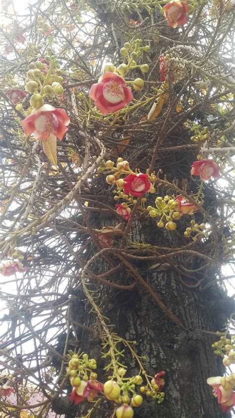 BUDDHISM IN CAMBODIA: SALA Tree