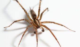 Hobo Spider - Facts, Size, Bite & Habitat Information