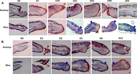 [PDF] Ear wound regeneration in the African spiny mouse Acomys cahirinus | Semantic Scholar