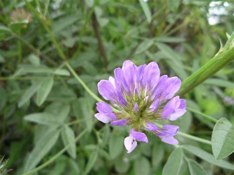File:Light purple flower stc.jpg - Wikimedia Commons