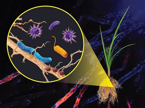 Interrogating Plant–Microbe Interactions with Chemical Tools | Research ...