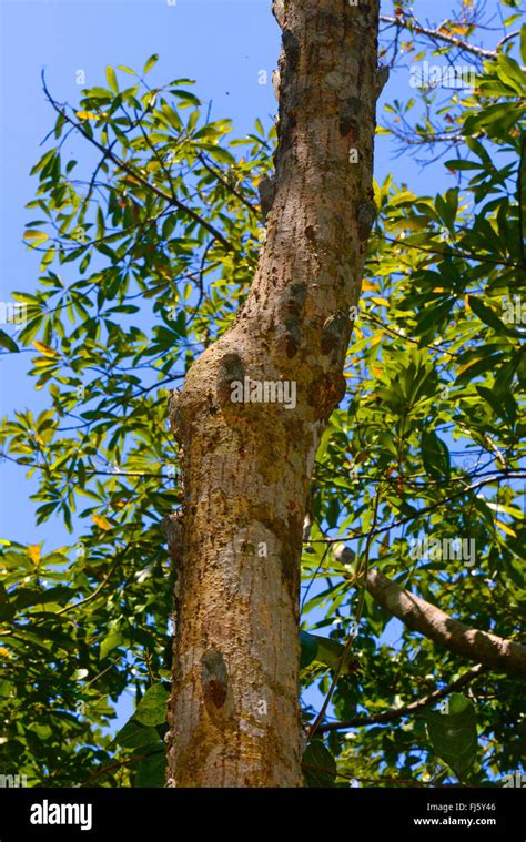 cicada (Auchenorrhyncha), a lot of cicadas on a tree trunk, Madagascar, Nosy Be, Lokobe Reserva ...