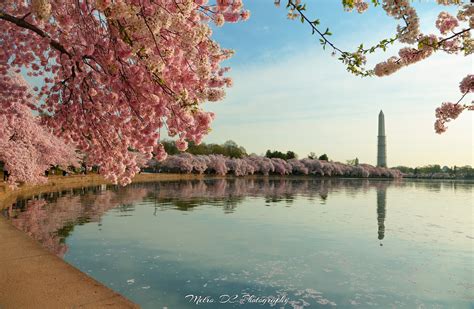 Washington DC Cherry Blossom Wallpaper - WallpaperSafari