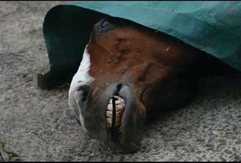 America’s Dead Racehorses, State By State, Track By Track – Horseracing Wrongs