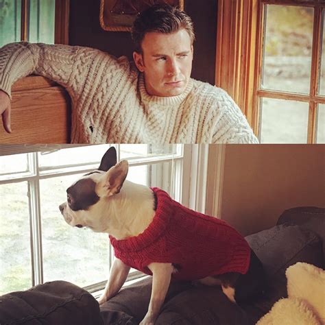 Wednesday is feeling her Chris Evans cable knit sweater fantasy : r/BostonTerrier