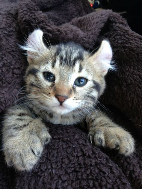 hybrid bobcat and hybrid lynx mix - I so want one! | Cute cats, Cats ...