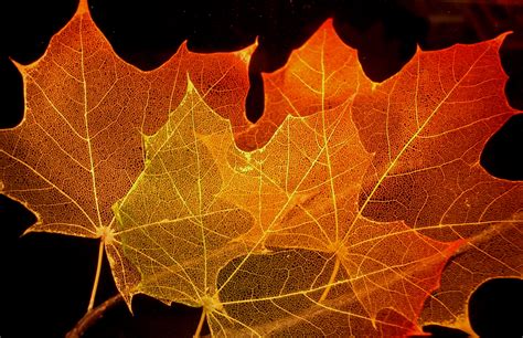 File:Maple leaf structure.jpg - Wikimedia Commons