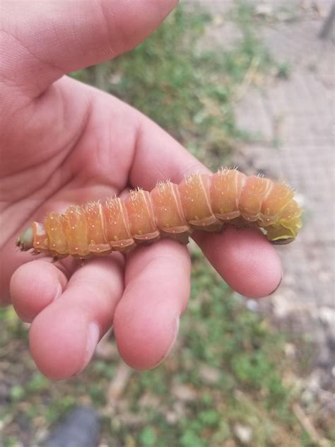 What's this moth Caterpillar? : whatsthisbug