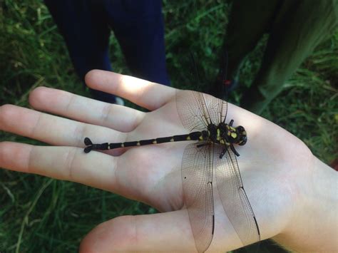 Bush giant dragonfly — Science Learning Hub