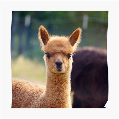 "Cute Baby Alpaca" Poster for Sale by karendgal | Redbubble