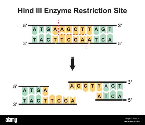 Dna restriction site hi-res stock photography and images - Alamy