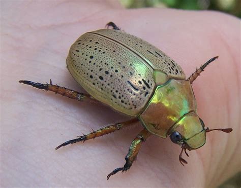 Stubby Nubbins - A Labour of Love: Inspired by the Christmas Beetle