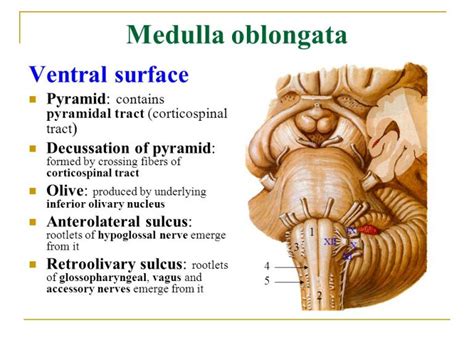 Medulla Oblongata - Function, Location, Anatomy and Related Condition