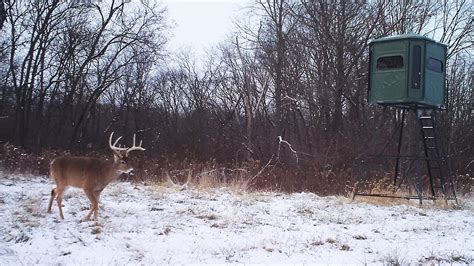 Winter Feeding Of Deer Guidelines | BestHuntingAdvice