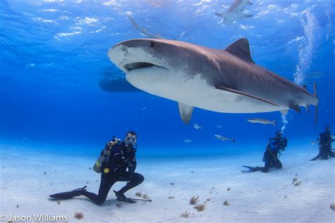 Great White Shark Diving Bahamas - Memugaa