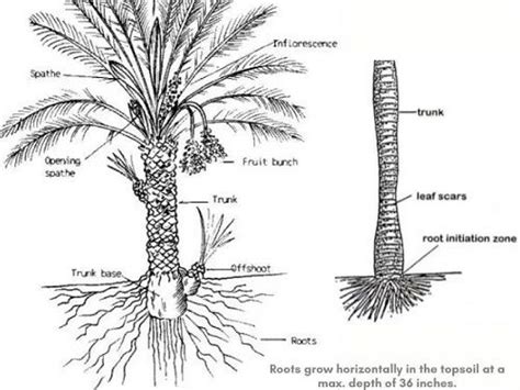 Palm Tree Root System Diagram Diagram Example Database | My XXX Hot Girl