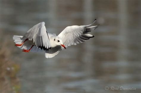 Mouette rieuse - Photos, page 1