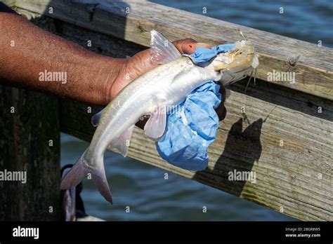 Great care is taken in handling a freshly caught Hardhead Catfish (Ariopsis felis), as its ...