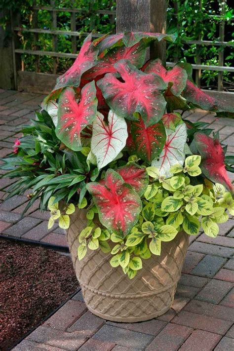 Review Of Container Garden Ideas For Shade 2023