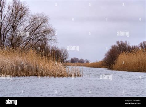 Landscape of Volga river delta water with cane Stock Photo - Alamy