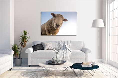 Sheep Curious Look Farm Animal Canvas Wall Art Picture Home | Etsy