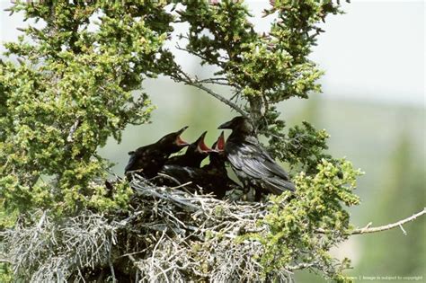 Common Raven feeding young in nest in a spruce tree. Upper Thelon River ...