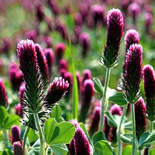 Angers, Maine-et-Loire, France | Trifolium pratense - Trèfle… | Flickr
