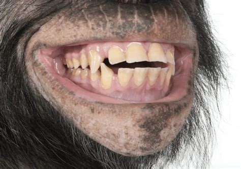 Frugivore Teeth: What Chimpanzees Reveal About the Natural Human Diet! - Frugivore Biology