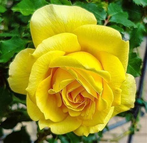 Garden Trees, Trees To Plant, Modern Farmhouse Plans, Yellow Roses, Beautiful Roses, Wallpaper ...