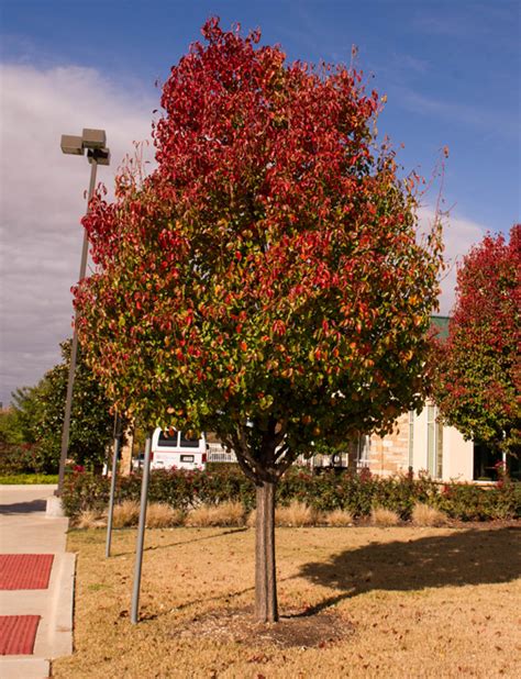 Cleveland Select Pear Tree - Dallas, Texas - Treeland Nursery