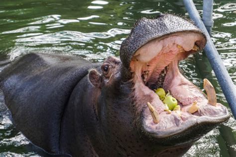 860+ Hippo Feeding Stock Photos, Pictures & Royalty-Free Images - iStock