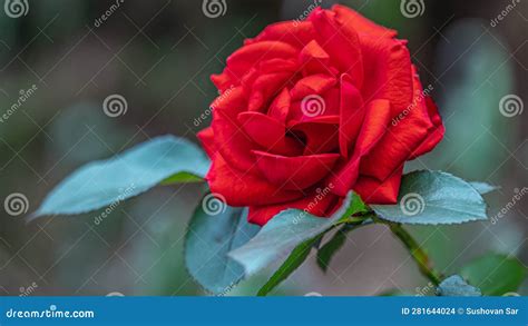 Red Rose Symbol of Love and Beautiful Fragrance Stock Photo - Image of ...