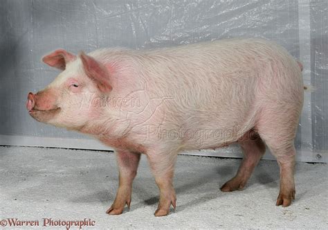 Pink pig photo WP13860